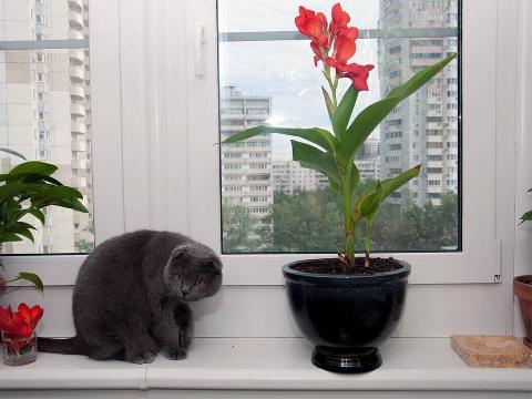 Пластиковое окно и кошка